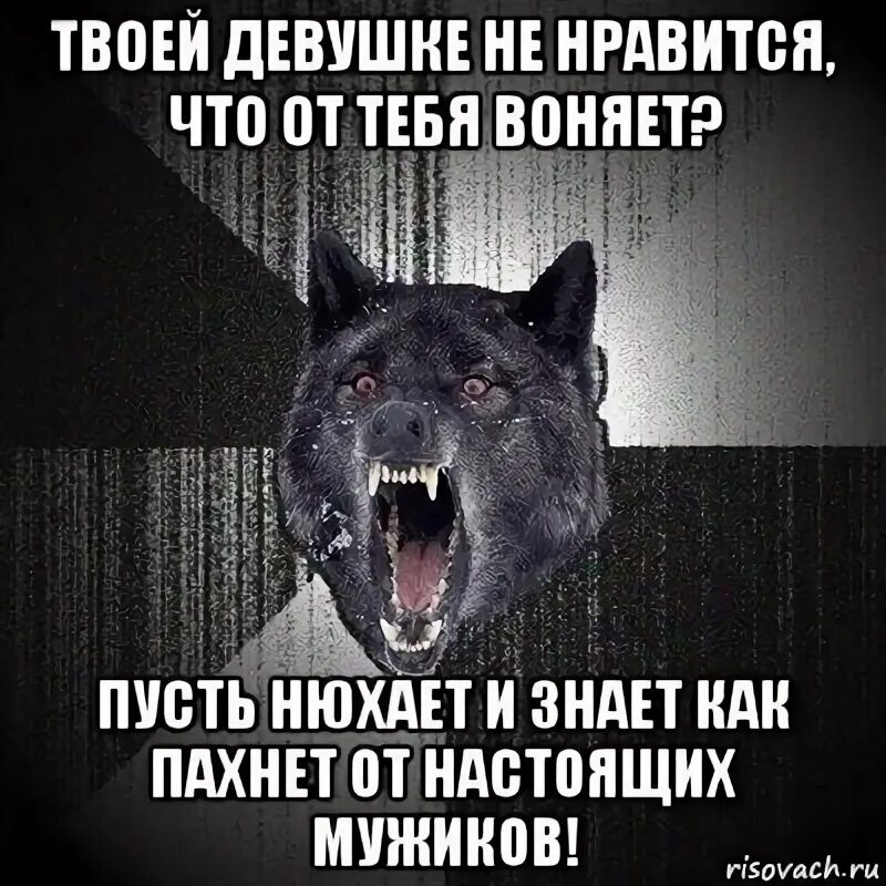 Пусть понюхает. Пусть нюхают. Сумасшедший волк адвокат. Мужик нюхает цветы Мем. Отойди от меня ты воняешь