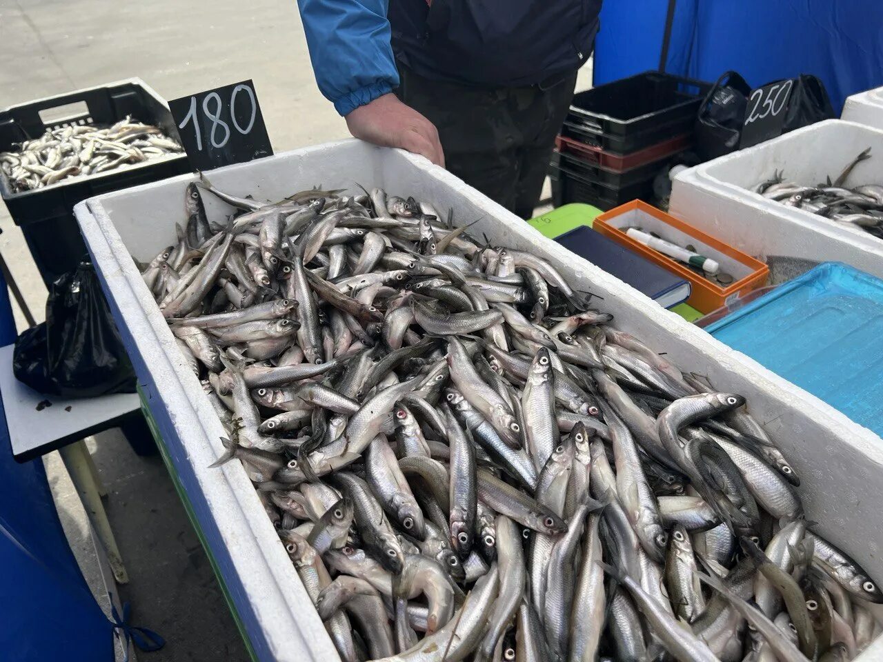 Петербург где поесть корюшку. Корюшка. Рыба корюшка в магазине. Корюшка Питер. Корюшка на Центральном рынке.