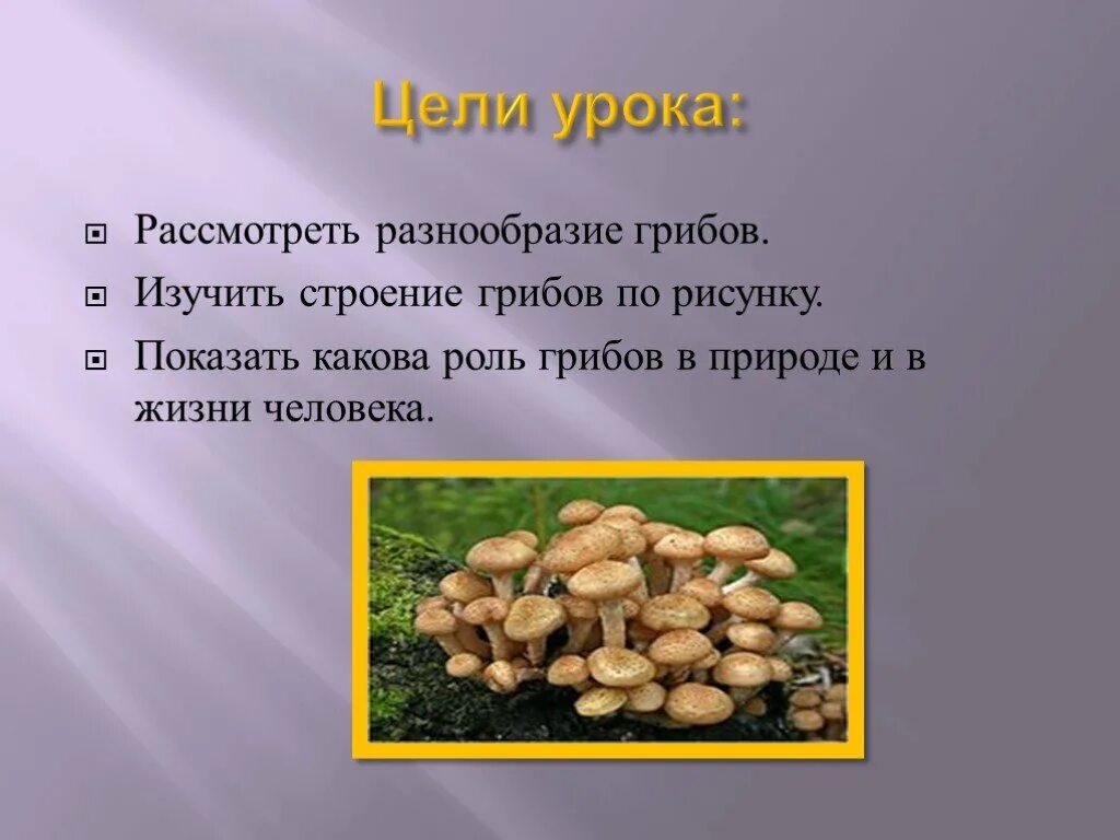 Срок жизни грибов. Разнообразие грибов. Разнообразие грибов в природе. Грибы в жизни человека и в природе. Многообразие грибов в жизни человека.