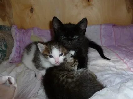Отдам котенка киров