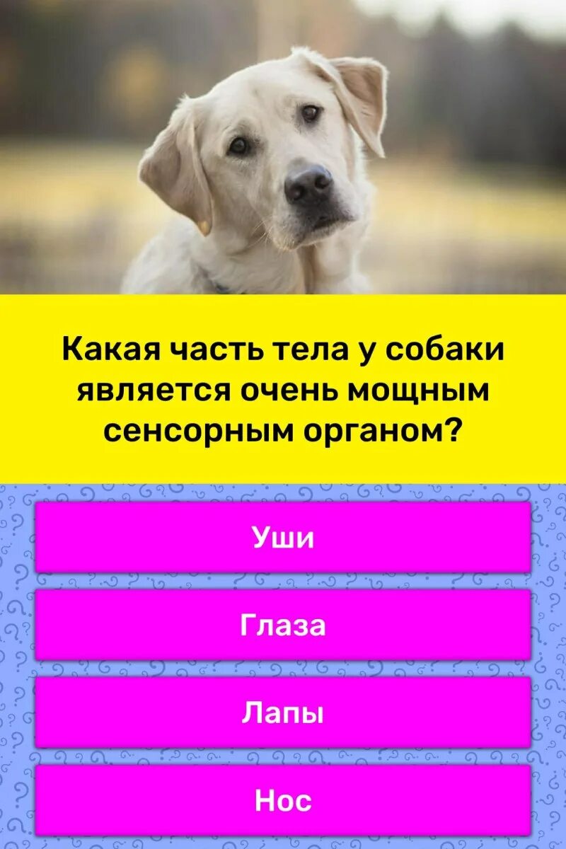 Где собака ответы