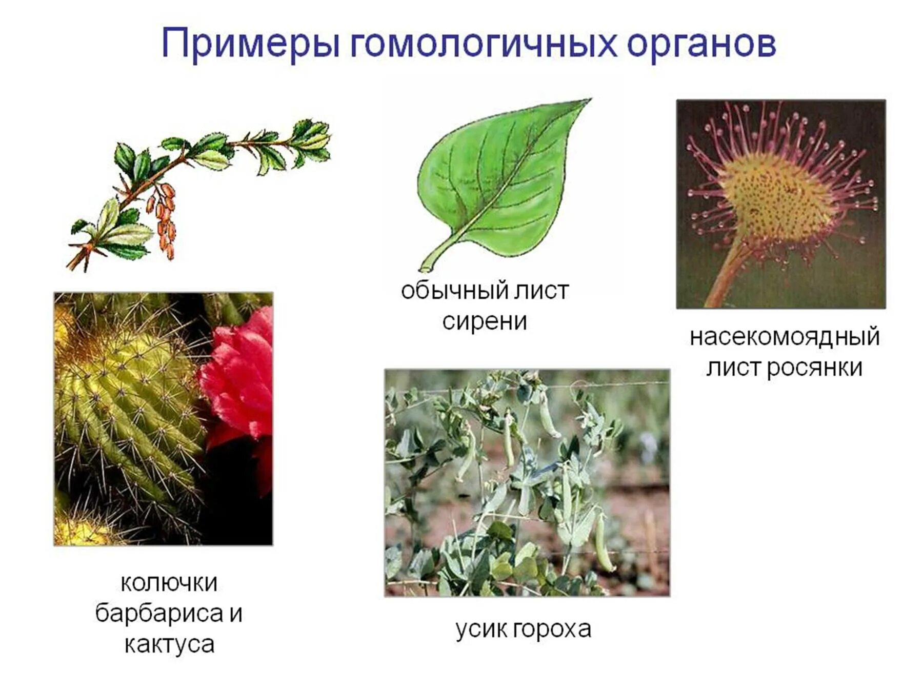 Пример аналогичного явления у животных. Гомологические органы у растений. Гомологичные органы растений примеры. Аналогичные органы примеры. Госрлогичные огнаны примерв.