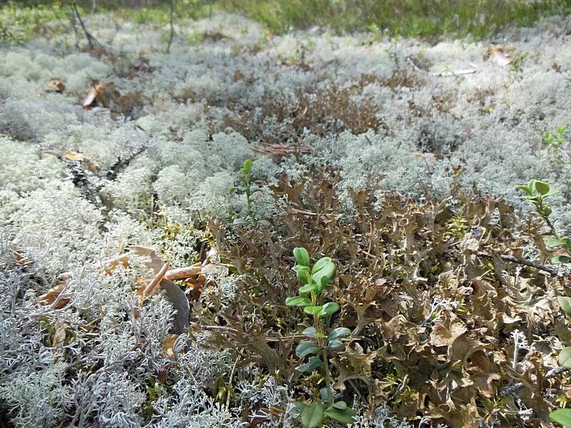 цетрария где растет. цетрария исландская, исландский мох. лишайник цетрария исландская. цетрария исландская, исландский мох. исландский мох (цетрария).