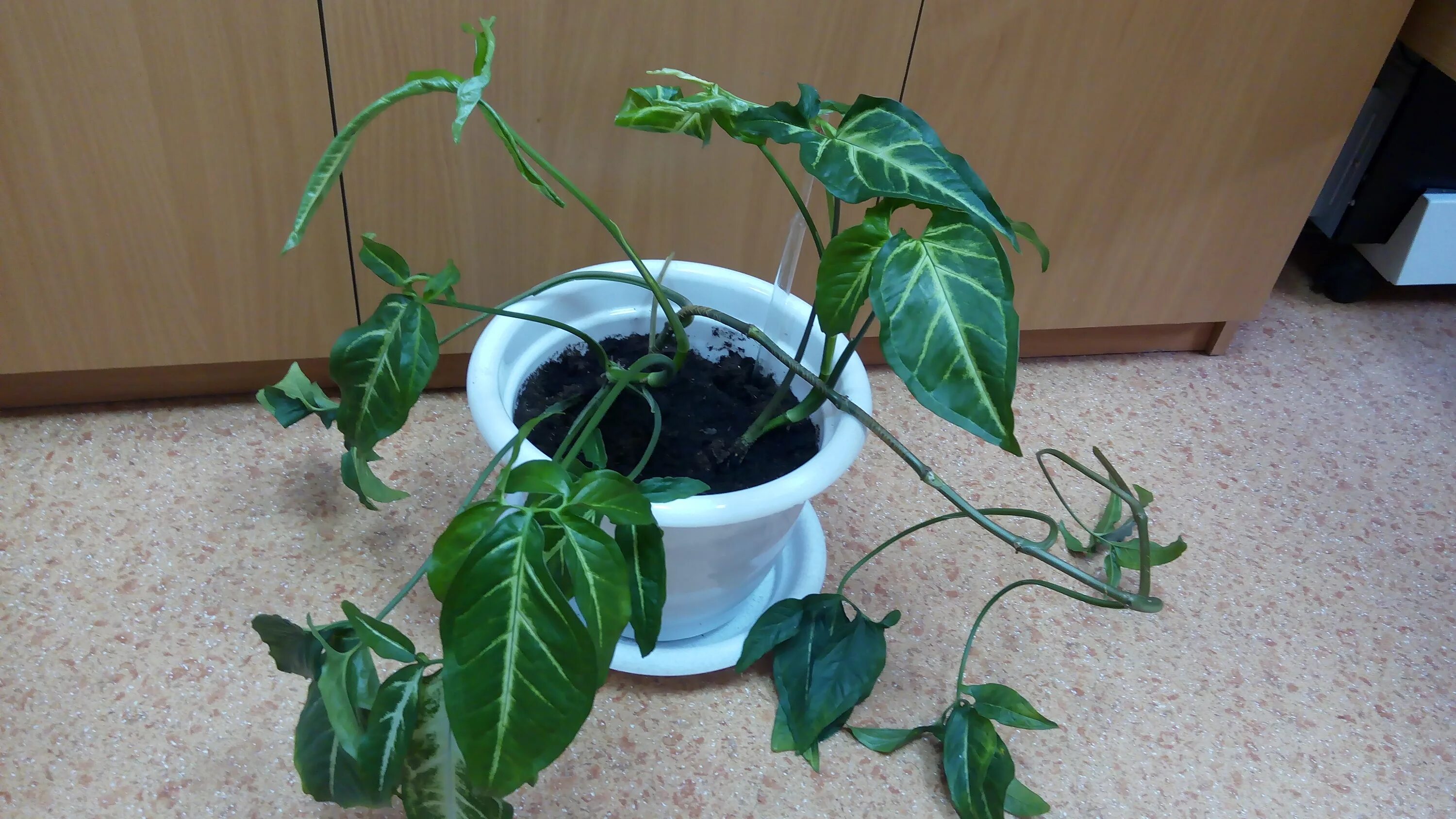 сингониум в горшке. сингониум ножколистный розовый. сингониум грунт какой. сингониум грунт какой. сингониум описание растения.