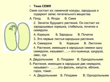 Семенная кожура какая ткань