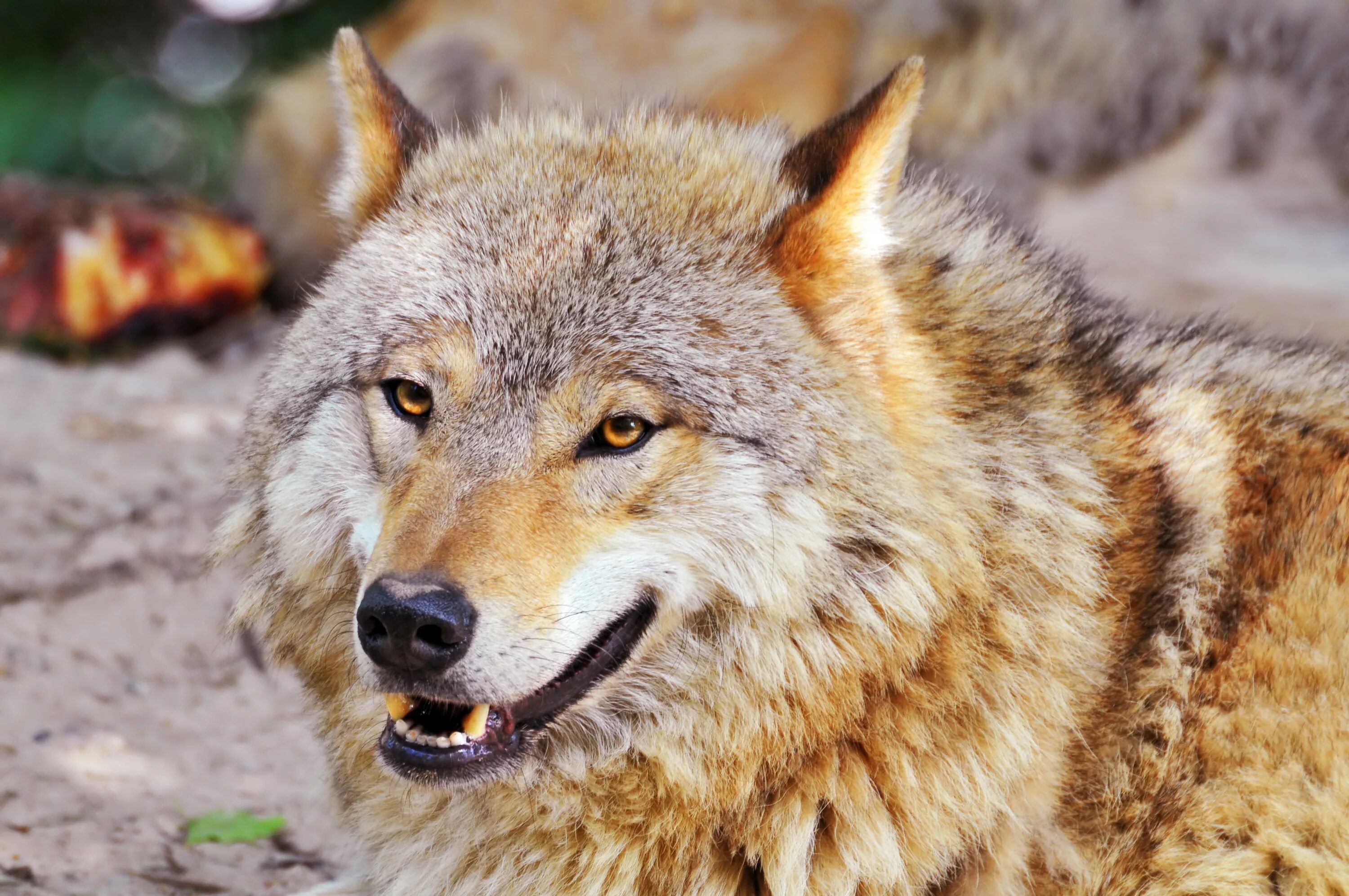 Wolf in the sun (potrait) Next portrait of a timberwolf in. Flickr