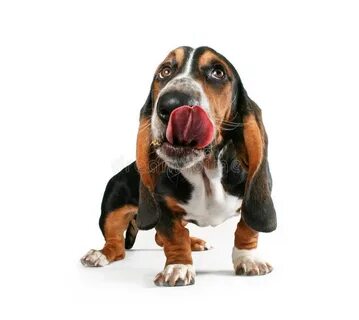 Dog but