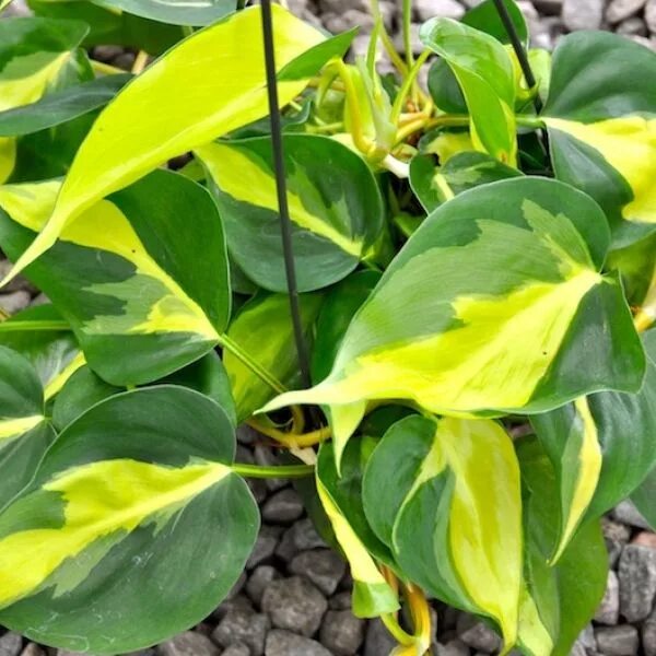 Филодендрон лазающий бразилия. Филодендрон лазящий бразил. Филодендрон медиопикта бразил. Филодендрон сканденс бразилия. Филодендрон бразилия медиопикта.