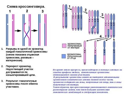 Сколько гомологичных хромосом