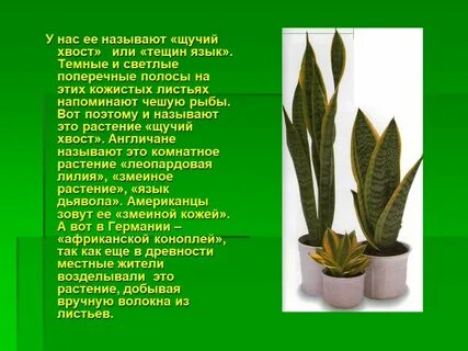Язык комнатных растений