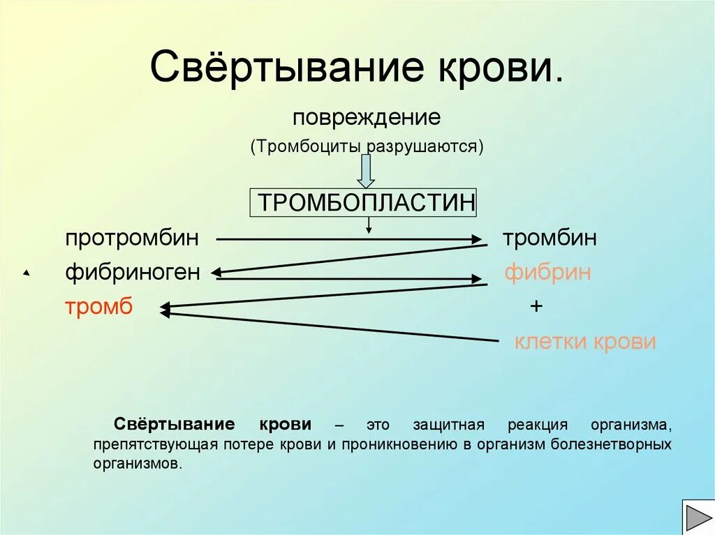 Тромбин в свертывании крови