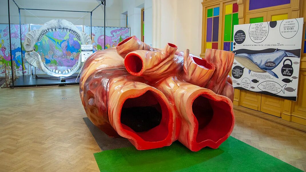 Размер сердца синего кита. Размер сердца синего кита. Самое большое сердце кита. Сердце кита весит. Сердце кита весит.