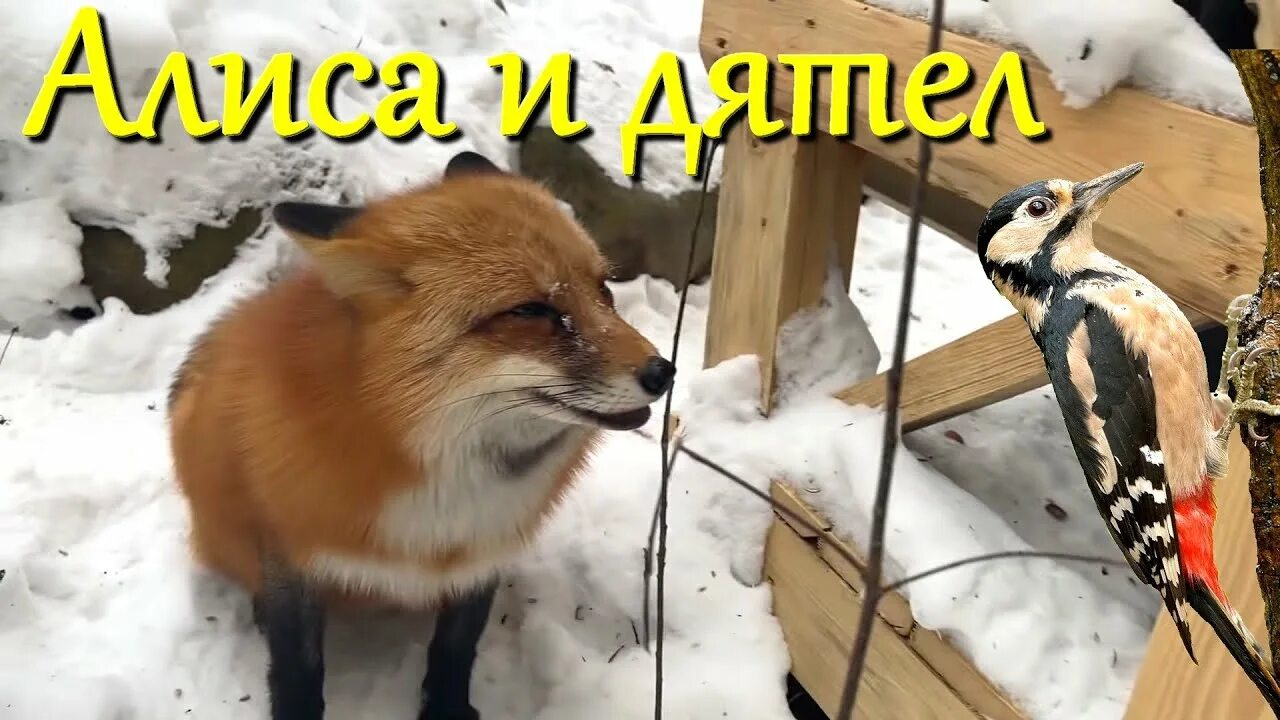 Дятел выдолбил дупло. Дятел виталик любит. Дятел виталик любит. Малый пестрый дятел самка. Дятел виталик любит.