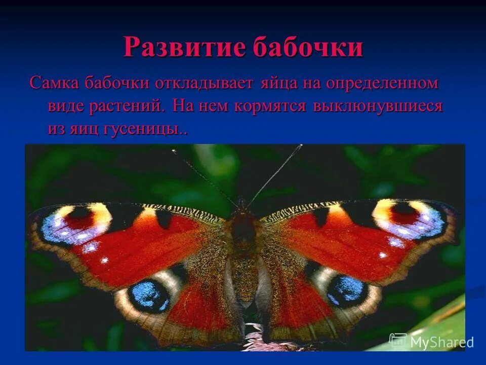 Пол у самок бабочки. Бабочка павлиний глаз самка и самец. Пол бабочки. Относится бабочка к зоологии.