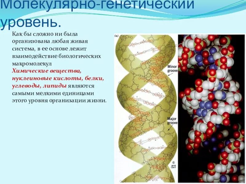 Нуклеиновые формы жизни