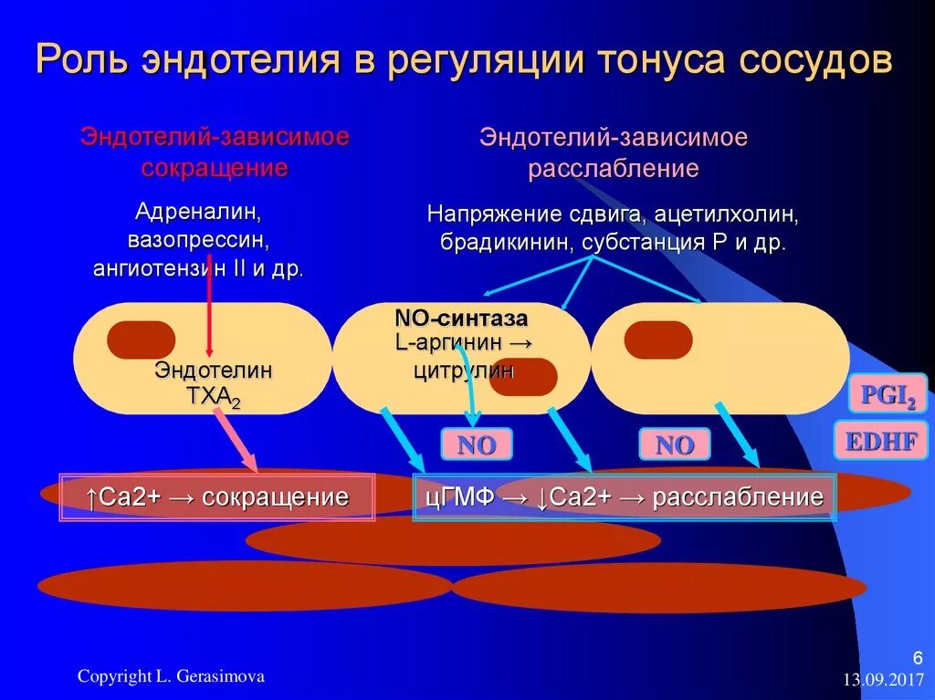 Адреналин сужение кровеносных. Тонус сосудов регуляция эндотелия. метаболический механизм регуляции сосудистого тонуса. эндотелий кровеносных сосудов. оксид азота в регуляции сосудистого тонуса.