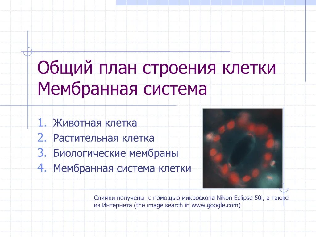 Общий план строения всех клеток