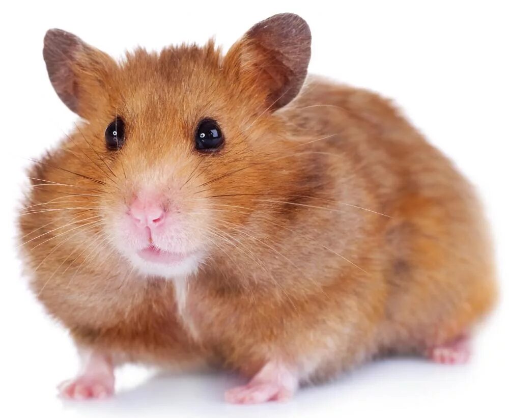 Хомяк без фона. Hamster combat png. Хомячок мультяшный. Хомяк на белом фоне. Хомяк сирийский.