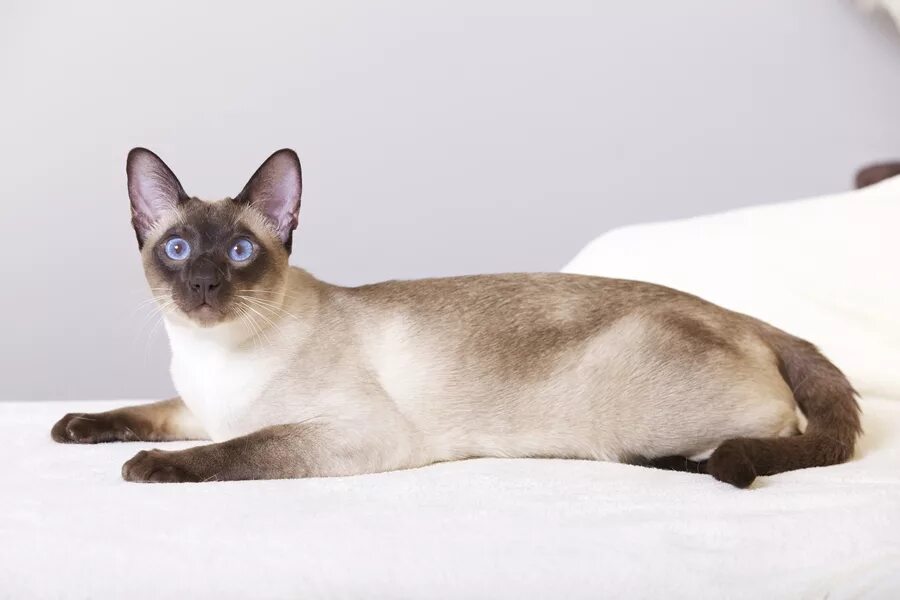 Хвост сиамской кошки. Тайская кошка циннамон Пойнт. Тайская кошка фавн Пойнт. Тайская кошка Лайлак Пойнт. Окрас тайских кошек фавн Пойнт.