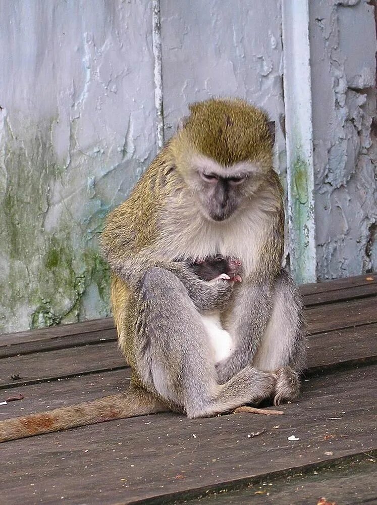 совместимость крысы. обезьяна и крыса. обезьяна и крыса. обезьяна и крыса. крыса обезьяна женщины.