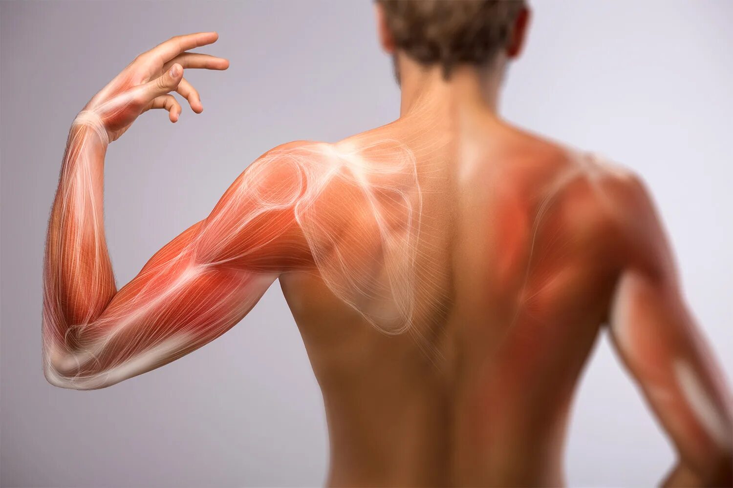 Muscle diseases. Скелетно-мышечная боль. Плече лучевой периотрит. Мышцы лопатки. Muscle diseases.