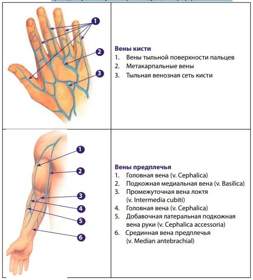 Периферическая вена где. Постановка периферического венозного катетера. Выбор вены для катетеризации периферических. Места постановки катетера.