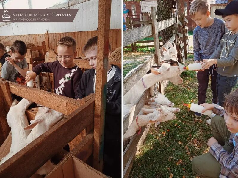 Ферма капри таруса. Ферма капри. Ферма капри. Ферма альпак казань. Ферма капри калужская область.