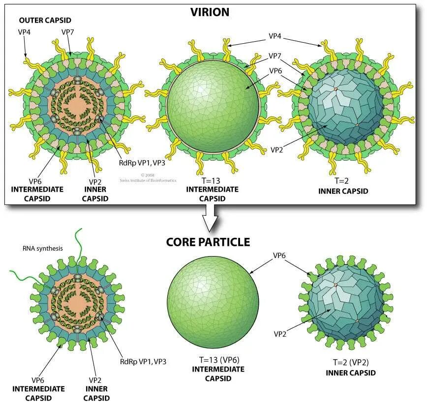 Строение ротавируса микробиология. Коронавирус строение вируса. Ротавирус строение. Вирион ротавируса. Ротавирус отличить