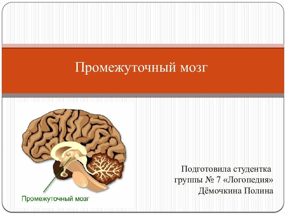 Промежуточный мозг. Промежуточный мозг анатомия. Промежуточный мозг строение. Промежуточный мозг презентация.