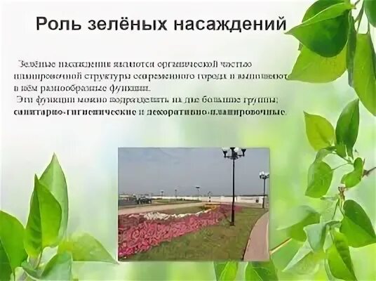 Роль зеленых насаждений в городе