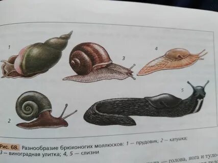 Какой тип развития характерен для улитки
