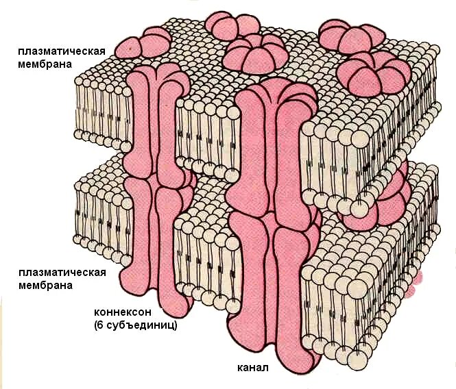 Межклеточные соединения. Межклеточные соединения гистология. Схема строения межклеточных контактов. Межклеточные структуры.