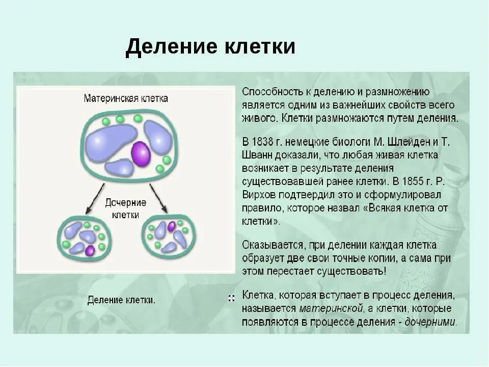 В размножении клетки принимает участие. Процесс деления клетки 5 класс биология. Процессы жизнедеятельности клетки 5 класс деление клетки. Процесс размножения клетки. Процессы жизнедеятельности клетки биология.