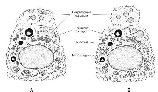 Секреторная везикула. Функция секреторной везикулы клетки. Схема секреторного цикла железистой клетки. Секреторные б клетки