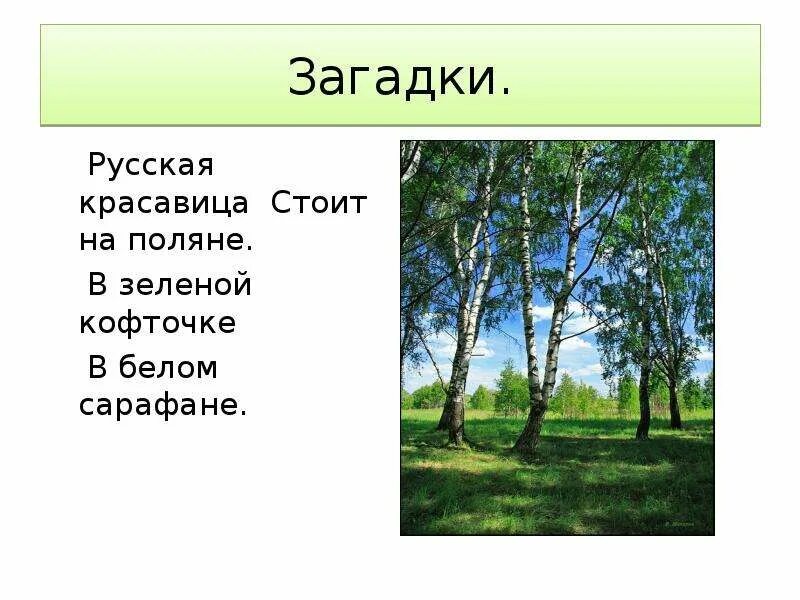 Решение задачи на полянке в ряд стоят три домика. Загадка в белом сарафане встала на поляне. В лесу на поляне ваня в зелёном. Береза обыкновенная (betula alba). Сосна стоит анекдот.