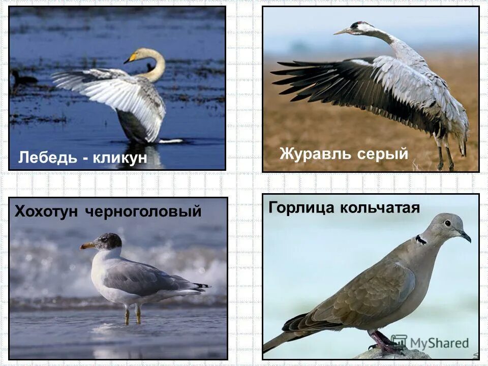 кукла хохотун 40 см. хуан борха хохотун. испанец хохотун gif. радостный хохотун. радостный хохотун.