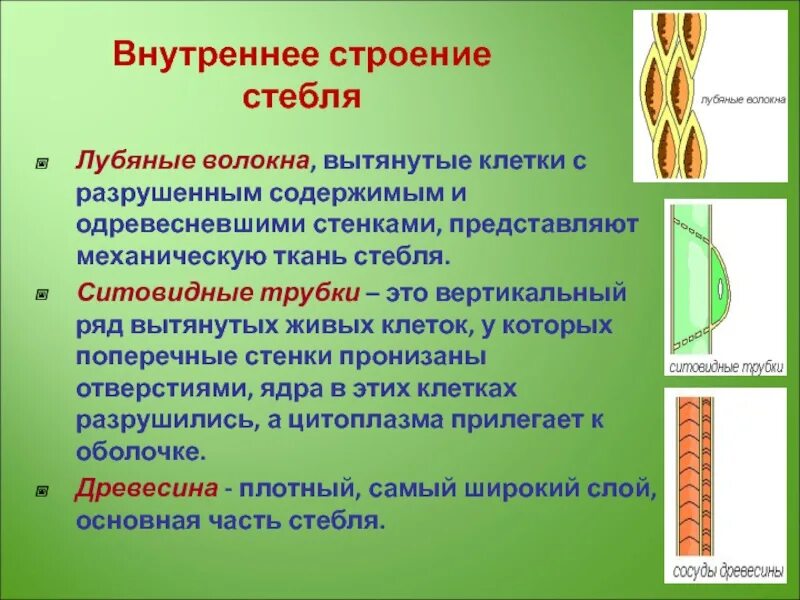 Лубяные волокна это. Лубяные волокна строение. механические ткани лубяные волокна. механическая ткань древесные волокна. лубяные волокна стебля.