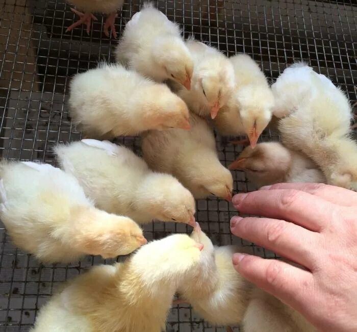 Купить цыплят в воронежской. Цыплята несушки. Несушки суточные. Двухнедельные цыплята несушки. Цыплята несушки 3 недели.