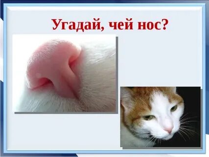 Угадай чей