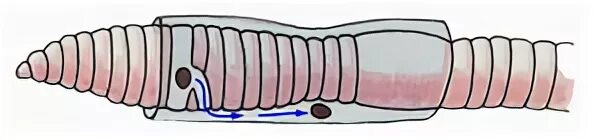 Развитие с метаморфозом дождевой червь. Поясок и кокон дождевого червя. Дождевой червяк поясок. Поясок у дождевых червей.