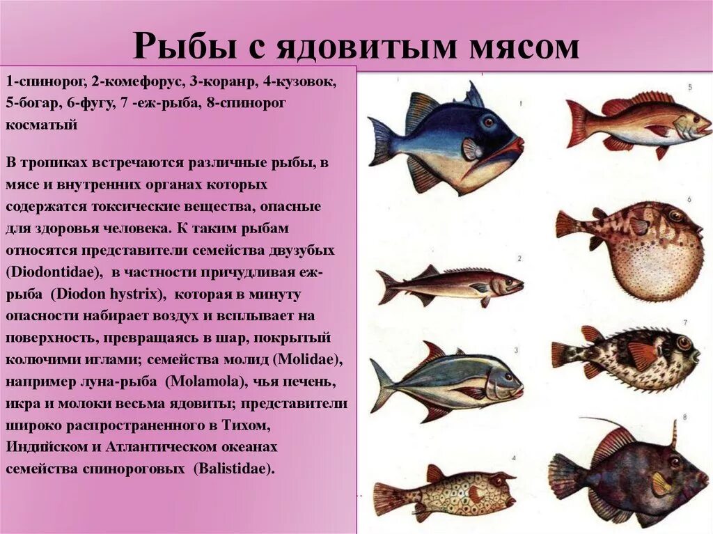 Какие виды рыб. Название рыб. Виды ядовитых рыб. Разновидности рыб морских. Почему рыбы опасны для человека