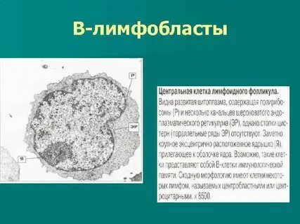 Содержит лимфоидную ткань