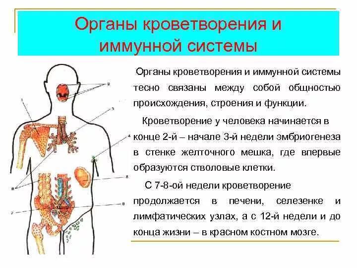 Система органов кроветворения схема. Строение и функции органов кроветворения и иммунной защиты. Кроветворные органы топография строение и функции. Назвать классификацию органов кроветворения и иммунной защиты.. Органы кроветворения иммунной