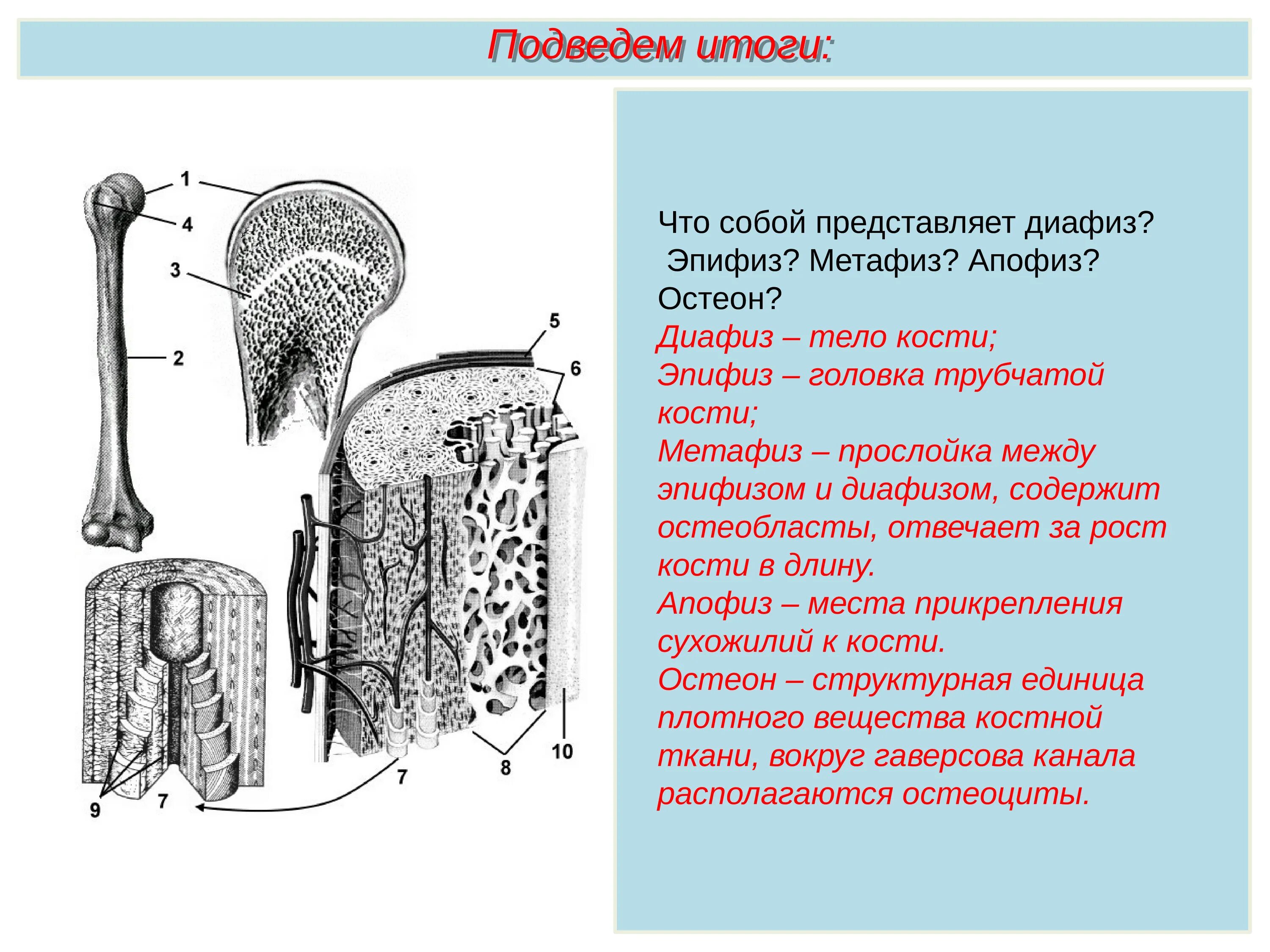 За счет чего растет кость. Кость растет в длину. кость растет в длину за счет. кость растет в толщину. за счётчегорастут клсии.