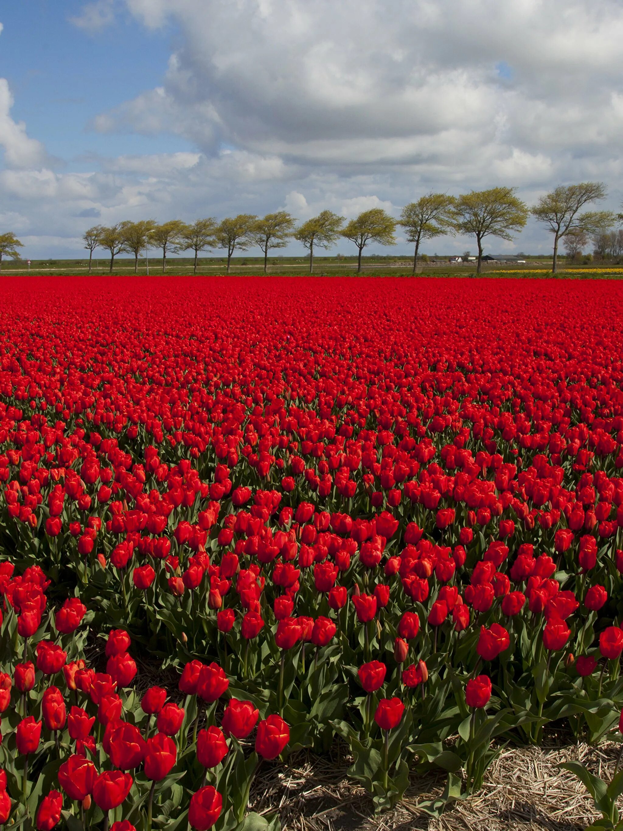 Где тюльпановые поля. Тюльпановые поля в Голландии. Руденко тюльпановое поле Нидерланды. Амстердам тюльпановые поля. Тюльпановые поля в Крыму.