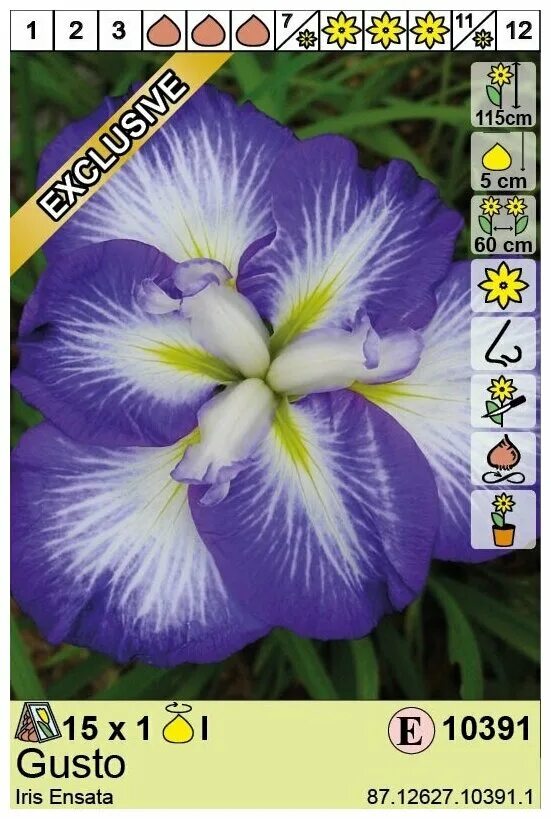 Ирис мечевидный густо. Ирис энсата густо. Ирис густо. Касатик мечевидный (iris ensata). Ирис японский густо.