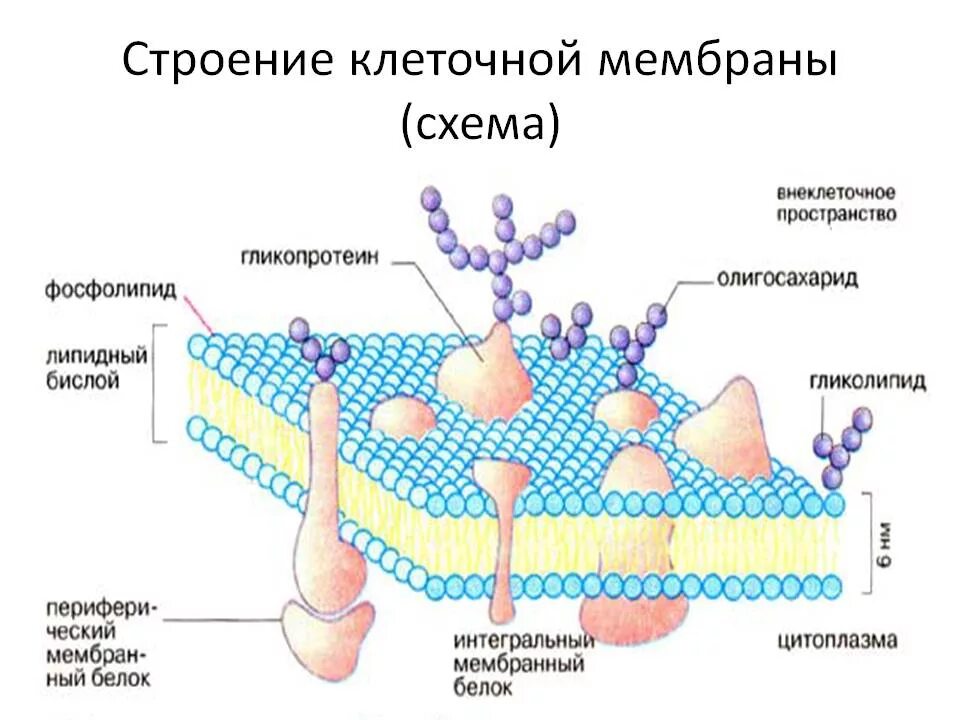 Какова роль клеточной оболочки. Мембрана клетки схема строение функции. Схема строения плазматической мембраны. Клеточная мембрана строение и функции. Схема строения и функции клеточной мембраны.