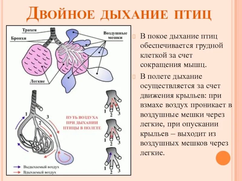 В каких клетках осуществляется дыхание. Двойное дыхание у птиц. Схема двойного дыхания. Схема процесса двойного дыхания птицы. Этапы двойного дыхания у птиц.