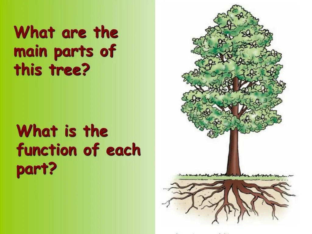 The 8 functions. What дерево. Part of a Tree what is. Parts of a Tree for Kids. Parts of a Tree write.