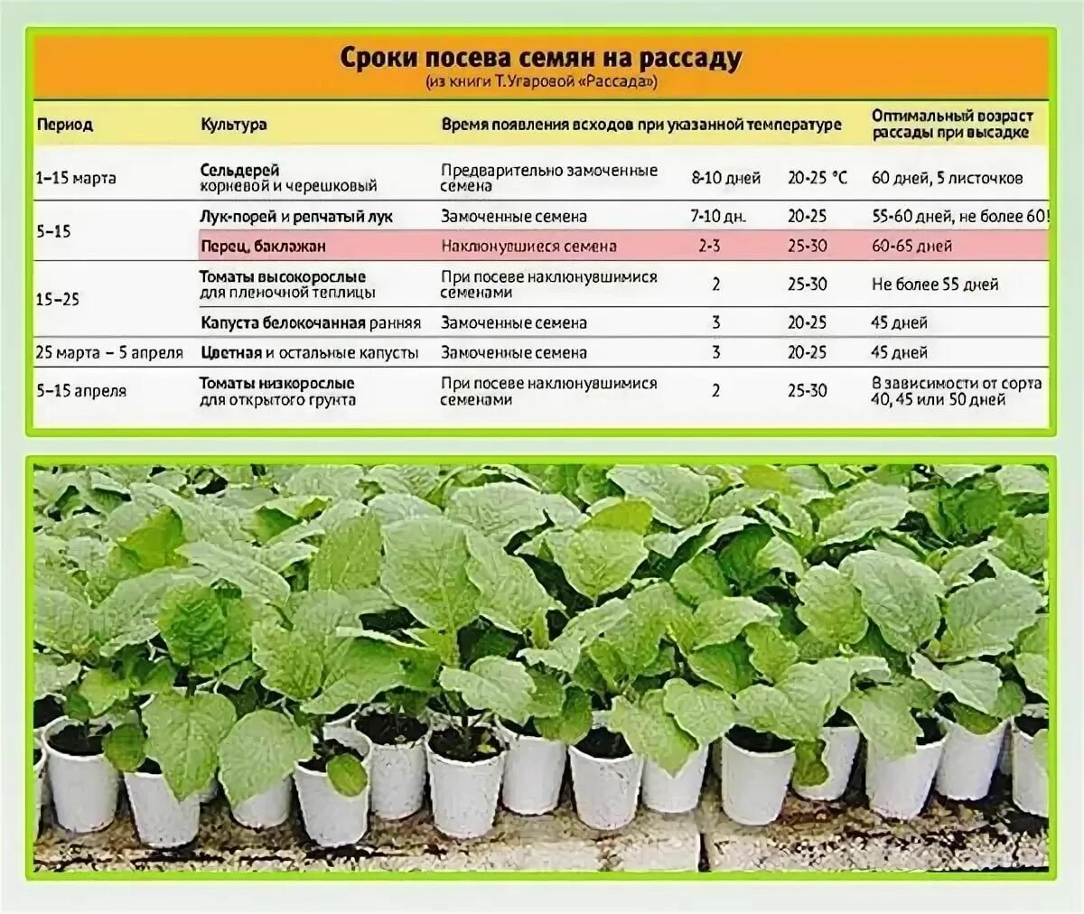 При какой температуре можно пересаживать. Капуста пекинская f1 рассада. Огурец Гектор f1 рассада. Рассада баклажан от посадки до высадки. Семена на рассаду в открытом грунте.